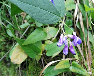 <i>Vicia unijuga</i> Species of plant in the family Fabaceae