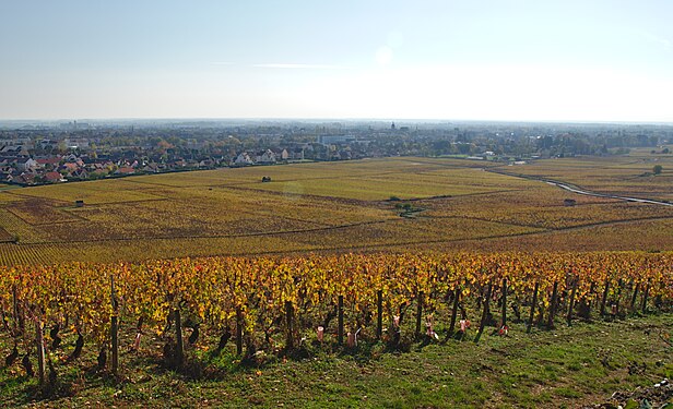 Vineyard near Beaune