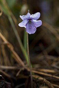 Viola langsdorfii (7833338384).jpg