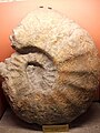 Ammonita gigante