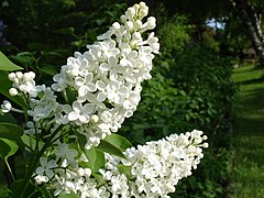 S. vulgaris 'Alba'