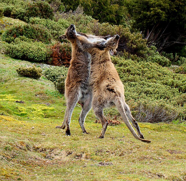 Two male red-necked wallabies fighting near Mount Ossa