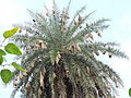 کھجور دے درخت تے بجڑیاں دے آہلنے ، پنڈ بہلولپور ، ضلع ایس ایس نگر موہالی پنجاب، بھارت