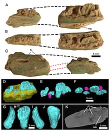Holotype dentary of Weewarrasaurus pobeni Weewarrasaurusholotype.jpg