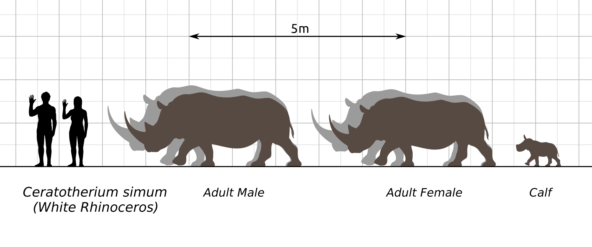 Rhino Size Chart