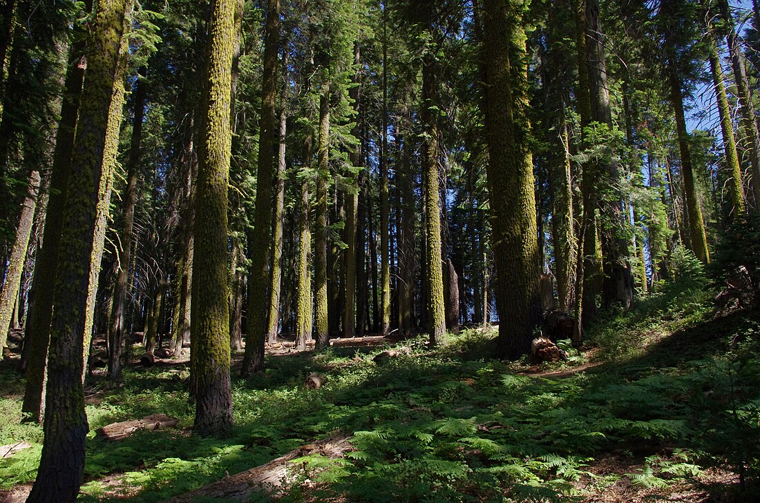 Upper montane forest