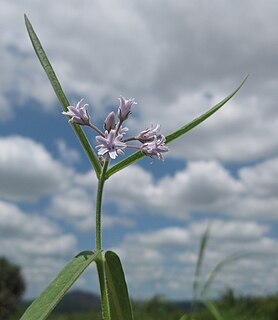 <i>Margaretta</i> genus of plants