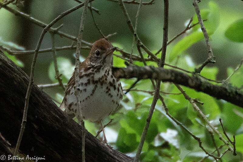 File:Wood Thrush Fall Out 2 Sabine Woods TX 2018-04-09 12-20-00 (39699391840).jpg