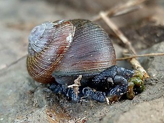 <i>Xerarionta</i> Genus of gastropods