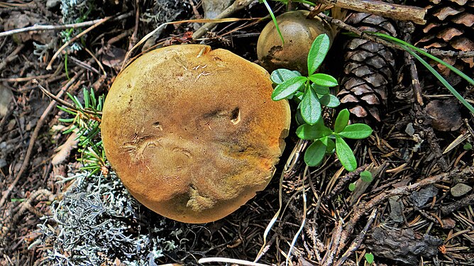 Xerocomus subtomentosus in Vanoise National Park