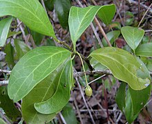 Leaves of Ximenia americana