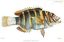 Drawing of the harlequin tuskfish XiphochilusFasciatusSusini.jpg