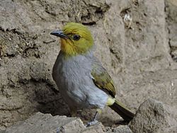 YellowThroatedBulbul mahbubnagar.jpg