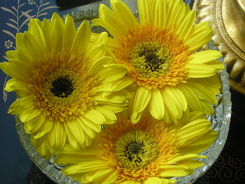 Yellow gerberas.JPG