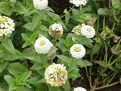 Zinnia elegans1.jpg