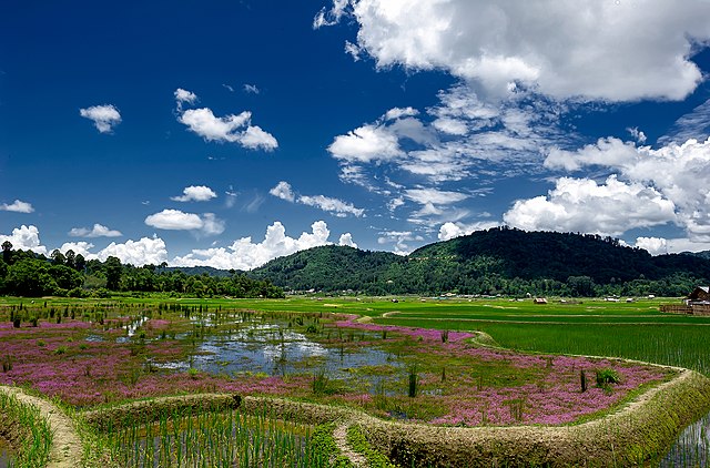 Image: Ziro valley of Aruncahl in summer season