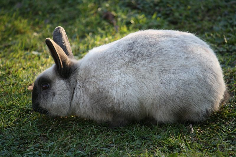 File:Zoo Praha 2011-01-16 - 4051.jpg