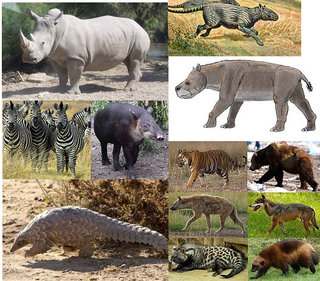 <span class="mw-page-title-main">Pegasoferae</span> Group of mammals comprising horses, bats, carnivores, and pangolins, among others