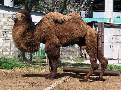 Двогрба камила