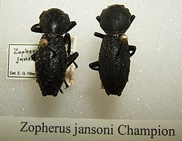 Zopherus jansoni