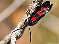 Zygaena trifolii (Esper, 1783)