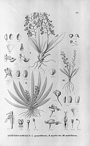 plate 47 Zygostates grandiflora (as syn. Ornithocephalus grandiflorus), Ornithocephalus myrticola, Zygostates multiflora (as syn. Ornithocephalus multiflorus)