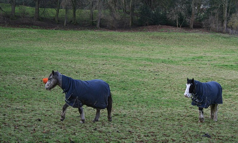 File:" On me 'ead, on me 'ead. - geograph.org.uk - 4326420.jpg