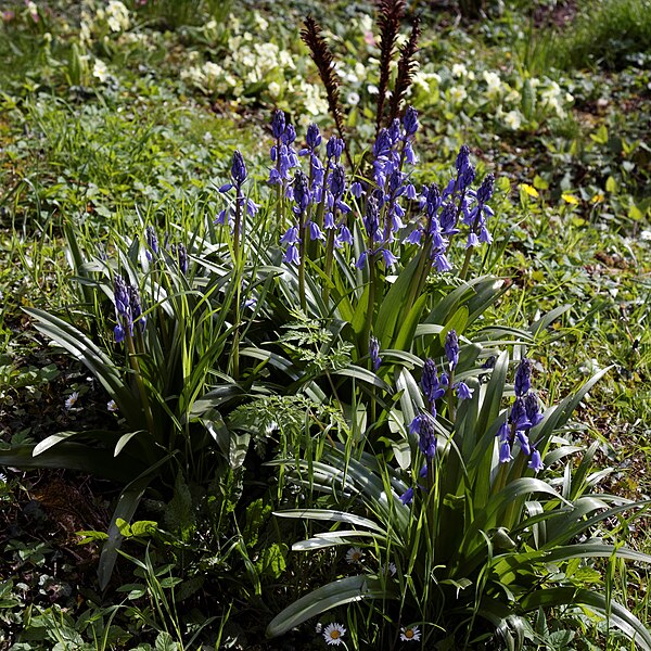 File:'Hyacinthoides non-scripta' common bluebell at Feeringbury Manor, Feering Essex England.jpg