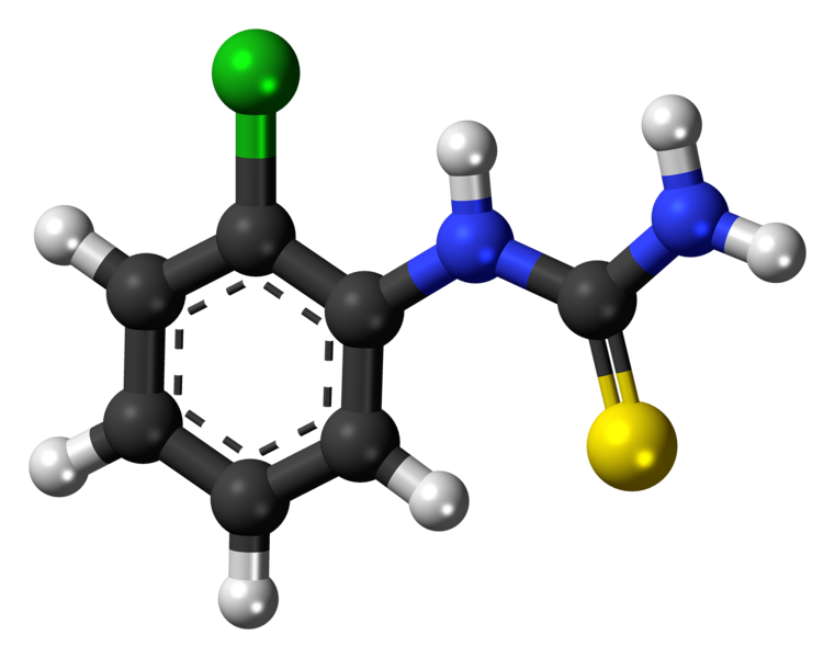 File:(2-Chlorophenyl)thiourea molecule ball.png