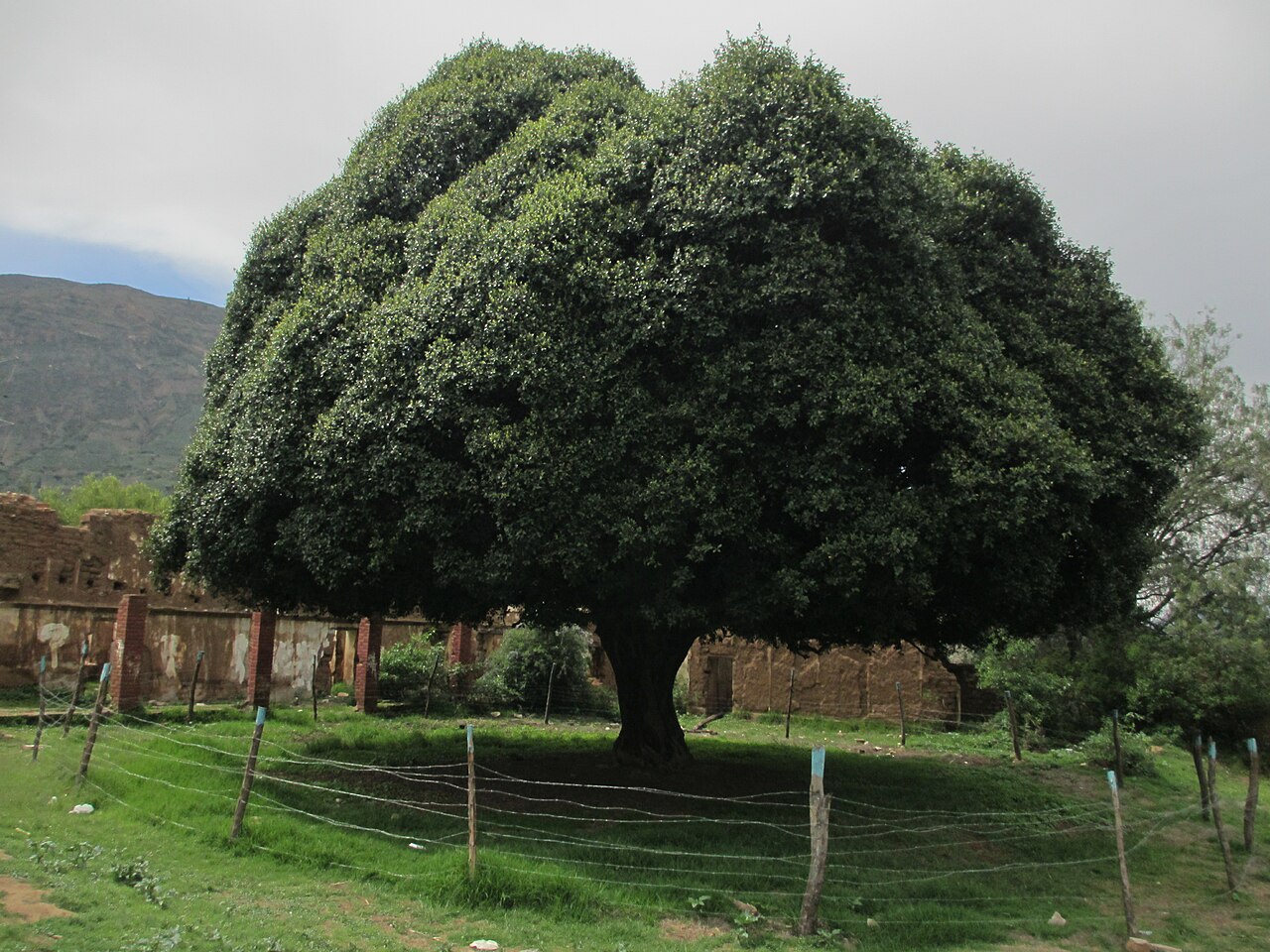 Accesible Precioso filtrar File:Árbol de la Quina, Ancash - Perú.jpg - Wikimedia Commons