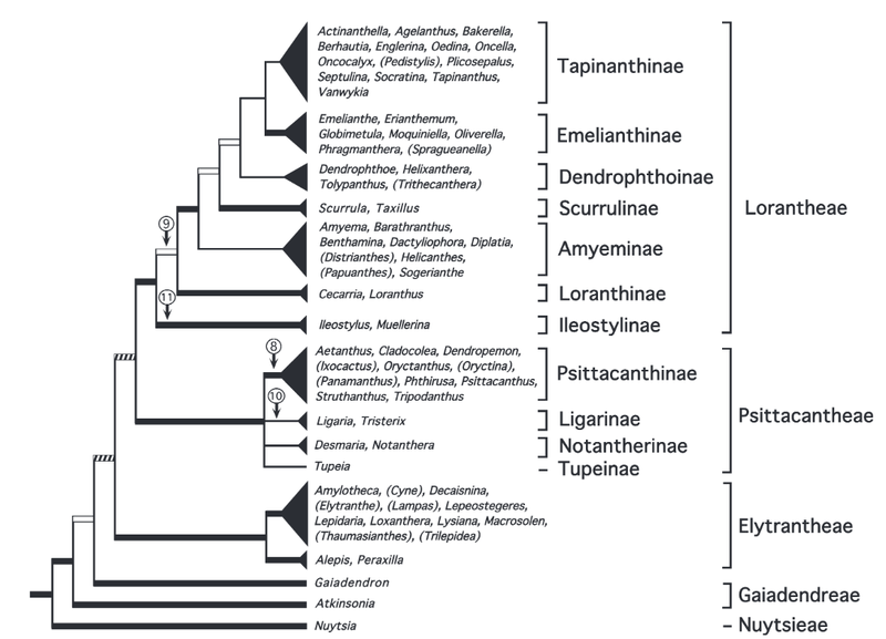 File:Árvore da Família Loranthaceae.png