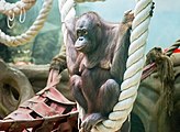 Orangutan kalimantan v moskevské zoo