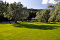 Маслинова роща з 200-річними деревами у пейзажному саду "Парадіз" дому відпочинку «Айвазовське».JPG