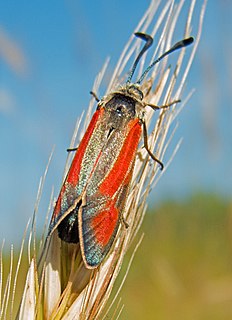 <i>Zygaena punctum</i> Species of moth