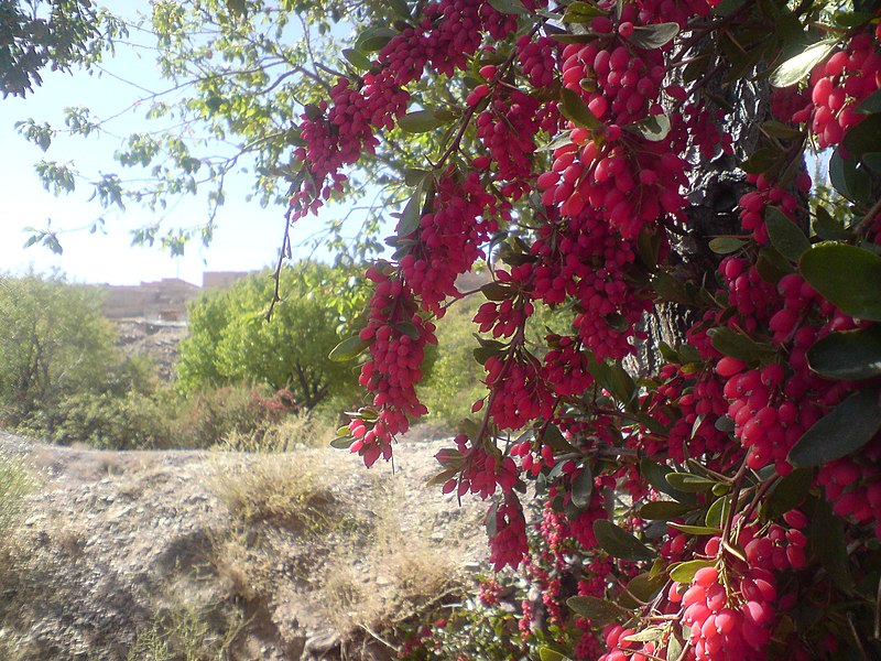 File:زرشک نوقند.jpg