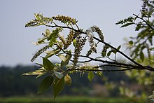 Shui She Liu Salix kusanoi - panoramio.jpg