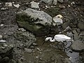 河邊白鷺鷥 淡水河紅樹林自然保留區 ID：17753 Youngson Ho 145694.jpg