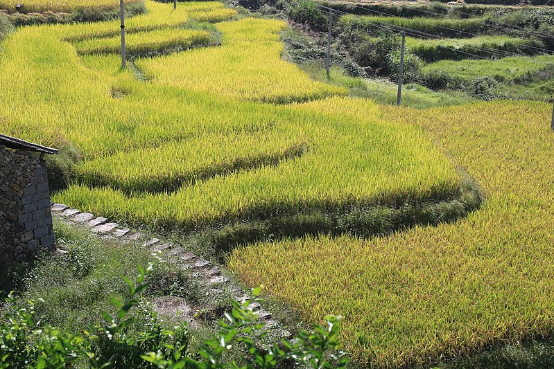 File:泽雅唐宅梯田风光 - panoramio (11).jpg