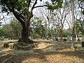 台南公園疑似城牆遺址