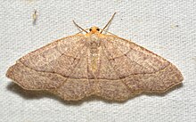 - 6894 – Lambdina fervidaria – Curve-berbaris Looper Ngengat (48426614331).jpg