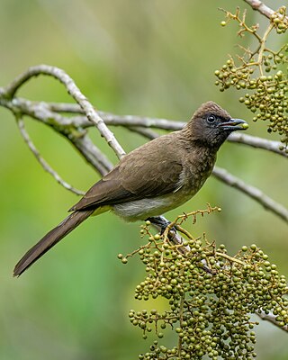 Dark-capped bulbul at Bwindi Impenetrable Forest National Park