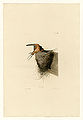 173. Barn Swallow
