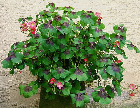 2007-07-01Oxalis tetraphylla04.jpg