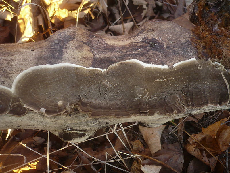 File:2011-12-27 Porostereum spadiceum (Persoon - Fries) Hjortstam & Ryvarden 191732.jpg