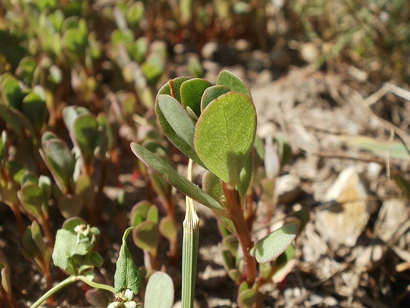 File:20120707Portulaca oleracea2.jpg