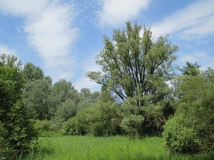 Schwetzinger Wiesen-Riedwiesen nature reserve (June 2014)