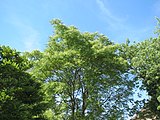 Ailanthus altissima, or tree of heaven