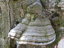 [1] Zunderschwamm im Haltgraben (Frankenfels bei Schwabeck-Kreuz)