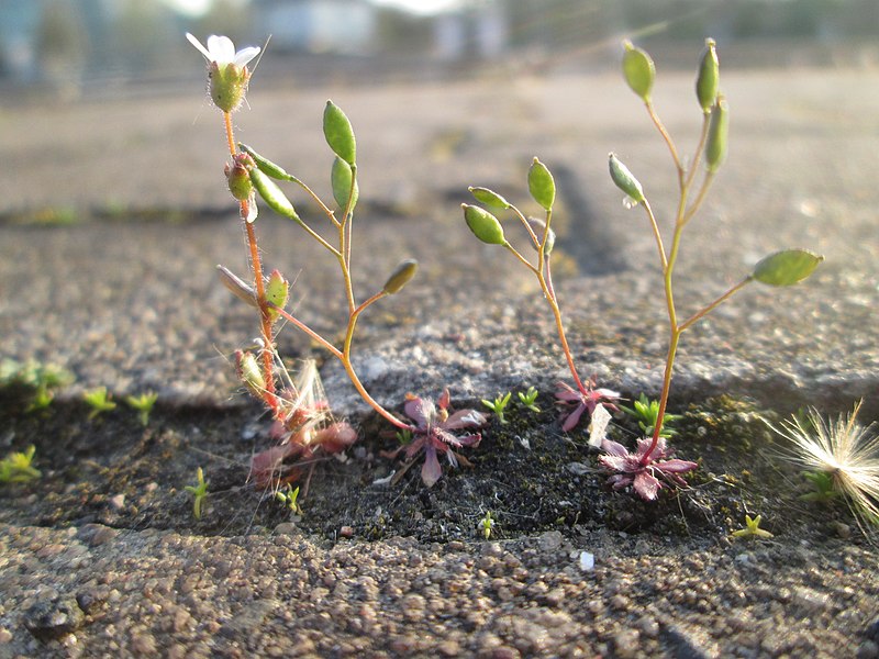 File:20190401Draba verna5.jpg