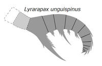 20191221 Radiodonta frontalni dodatak Lyrarapax unguispinus.png